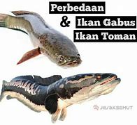 Apakah Ikan Lele Dan Ikan Gabus Sama